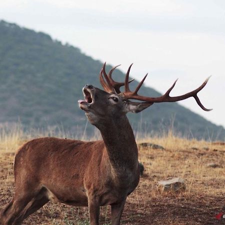 Alojamiento Rural Dehesa La Estancia Andújar Kültér fotó