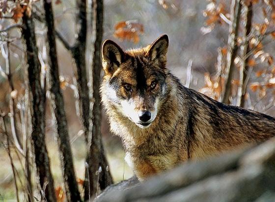 Alojamiento Rural Dehesa La Estancia Andújar Kültér fotó