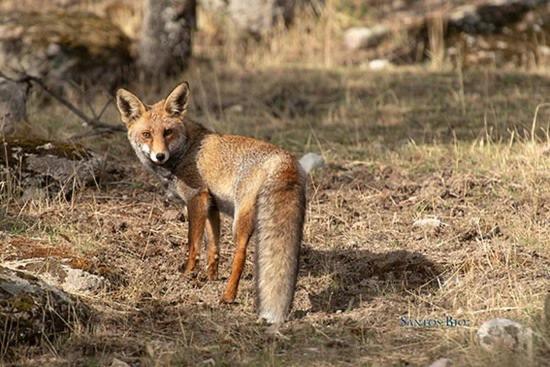 Alojamiento Rural Dehesa La Estancia Andújar Kültér fotó
